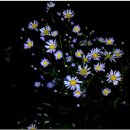 곰배령설피마을 이미지