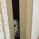 빼꼼 이미지