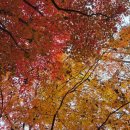 피어하우스나무(PEERHAUS) | 서울대학교 안양수목원 방문 후기 : 포토 스팟 &amp; 코스 추천 + 카페 &lt;힌터하우스&gt;