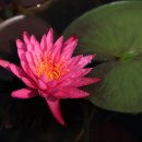 신구대 식물원의 여름꽃 이미지