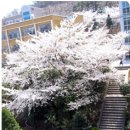 여수중앙여자중학교 이미지