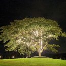 마이골프(MY GOLF) 이미지