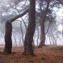 지천솔밭 이미지