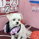 아멜리몽 이미지