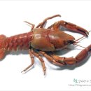 가재 이미지