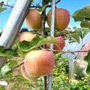 부일농산 | [공동구매] 껍질째 먹는 청송 주왕산 사과 (부사, 시나노골드) 공동구매 진행합니다.