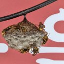 장군부대찌개 이미지