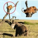 이건사자 이미지