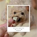 멈머다냥 이미지