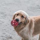 어나더153애견펜션 이미지