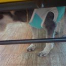 엔젤독스애견 이미지