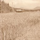 학장초등학교 이미지