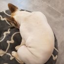 리리네 펫살롱 이미지