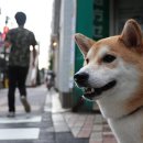 개린이날 이미지