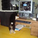 퍼피베베 이미지