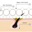 몸에 좋은 밤(헛개꿀),생로얄제리 마지막 행복할인해요 이미지