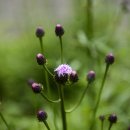 위양리 학산정사 이미지