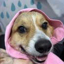 어썸 강아지 호텔 & 목욕 이미지