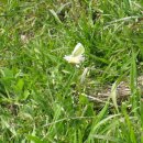 하얀민들레 이미지