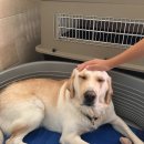 정아 켄넬 이미지