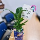 꽃보다 인생 원예 테라피 | 우울증 완화를 위한 노인맞춤돌봄 원예테라피 프로그램 광진노인종합사회복지관 6회기 수경재배