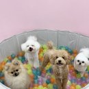 댕로하 애견유치원&애견미용 이미지