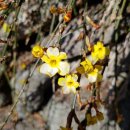 주전마을 이미지