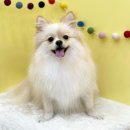 조아펫살롱 이미지