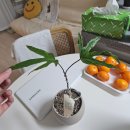 후라이드 참 잘하는집 홍성점 이미지