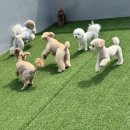 프릿토핏 이미지