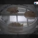 11.우수농산물인증제(GAP) 이미지