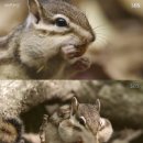 람쥐야 도토리 이미지