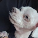 성신동물병원 | 성신여대동물병원 루시드동물메디컬센터 24시진료 노령견결막염