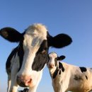 젖소목장 이미지