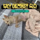 진동너와촌해마루펜션 | 송정일루소 펜션 &#34; 애견동반으로 방문 한 리얼리뷰...moment 호텔 / A동 후기 / 부산 애견동반숙소...
