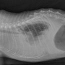 흉수에서 유미흉의 X-ray 비교 이미지