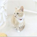 식빵굽는나비 이미지