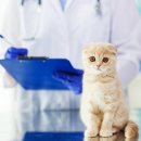 금릉동물의료센터 이미지