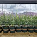 장항농장 이미지