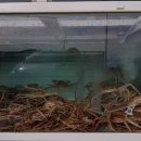 한바다 수산 | [수율 좋은 신선한 영덕 대게 맛집 추천] 한바다수산대게회 신선한 해산물의 향연