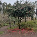 수망리방문자센터_2 (옥내1) | 제주도 동백 지금도 볼 수 있어요! 3월 19일 실시간 동백 스팟 총정리