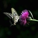 사랑방손님 이미지