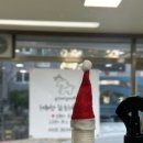 베리애견미용 | 우리 강아지가 더 예뻐진 리얼 리뷰! 멍베리 애견미용 진짜 후기