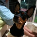 꽃순이PC 이미지