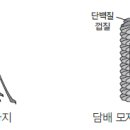 (자연과학의 역사) 110. 바이러스 – 마르티누스 바이예린크 (1851~1931년) 이미지