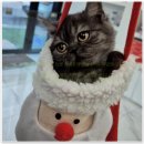 수원고양이분양 드림캣 안심분양센터 | 수원 고양이 분양은 드림캣 안심분양센터에서 귀엽고 안전하게 진행해드려요!