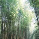 대나무숲길 이미지