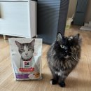 아리묘 | 고양이사료 힐스 노령묘 맞춤 어덜트 11+ 급여 후기 🐱