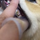 우리아이 동물메디컬센터 이미지