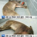 교동멧돼지